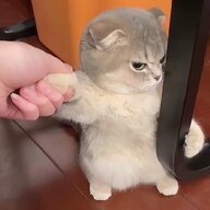 九月