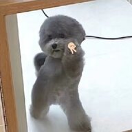 小梓