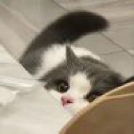 LaoMo_QAQ